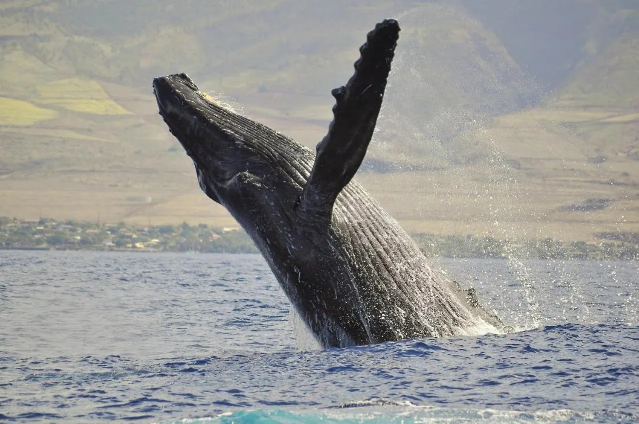 Napili Shores D127 Kahana USA