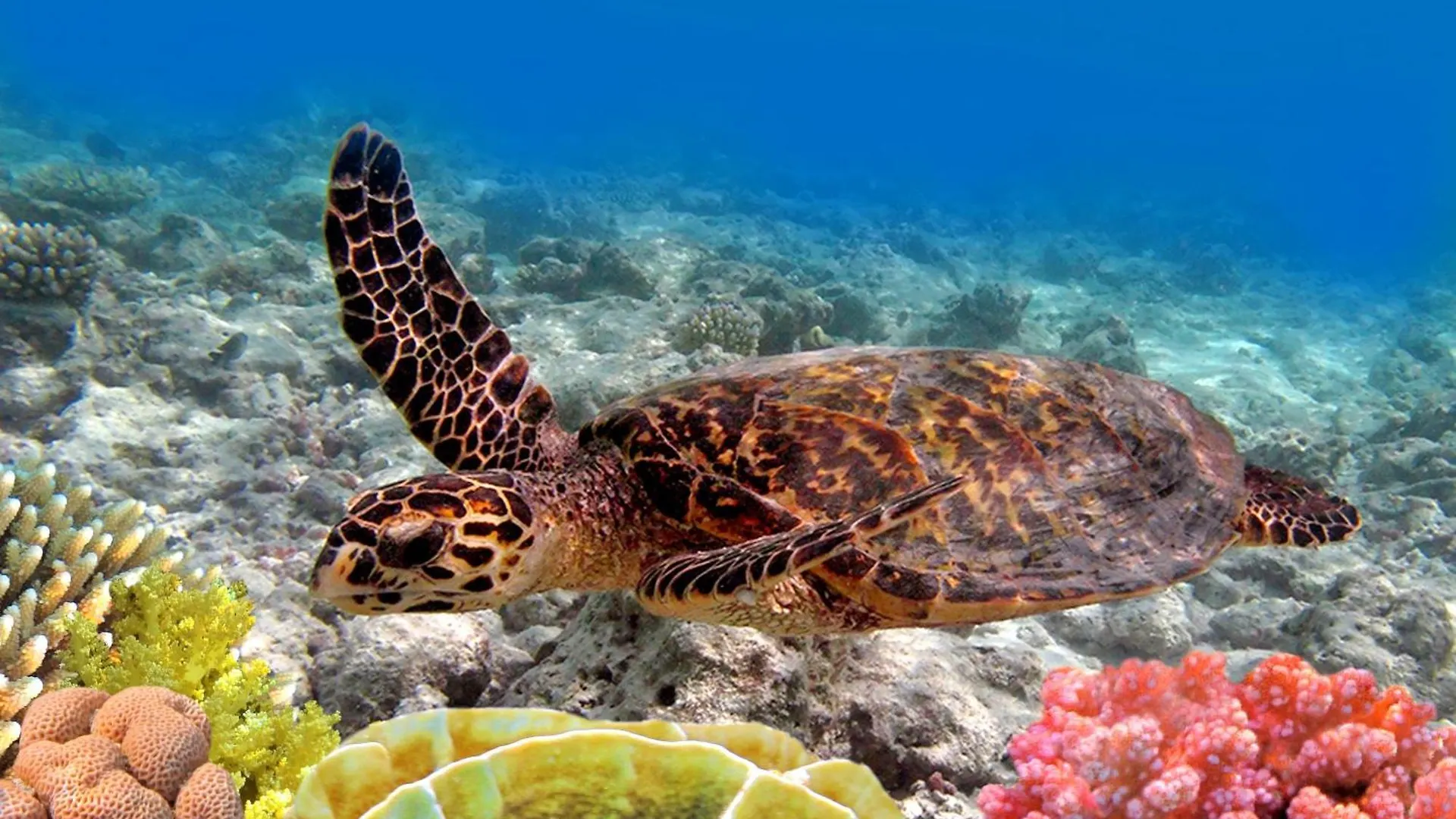Lejlighed Napili Shores D127 Kahana